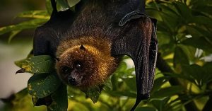 virus nipah menular dari kelelawar buah