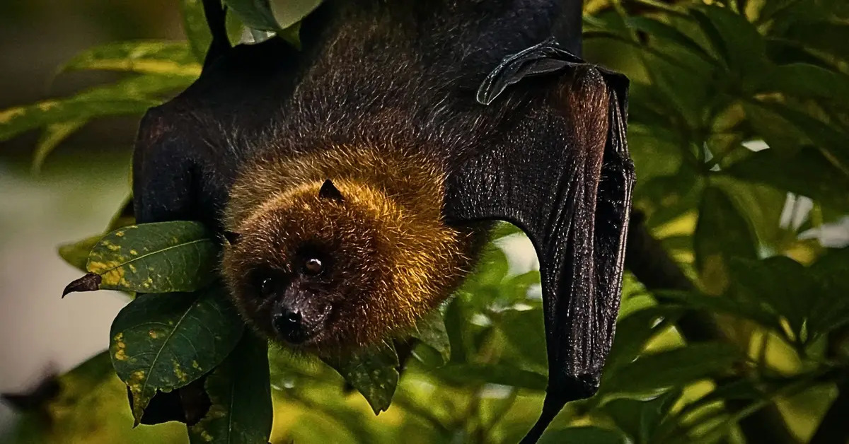 virus nipah menular dari kelelawar buah